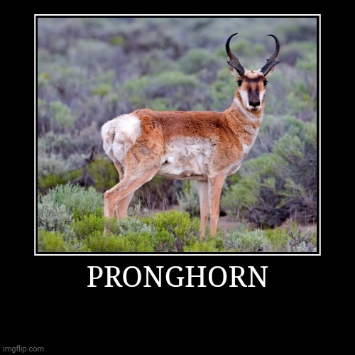 Pronghorn | image tagged in demotivationals,pronghorn | made w/ Imgflip demotivational maker