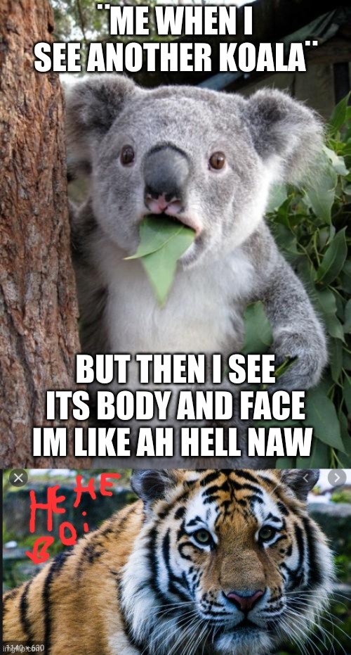 oh no this is bad for me | ¨ME WHEN I SEE ANOTHER KOALA¨; BUT THEN I SEE ITS BODY AND FACE IM LIKE AH HELL NAW | image tagged in memes,surprised koala,tiger | made w/ Imgflip meme maker