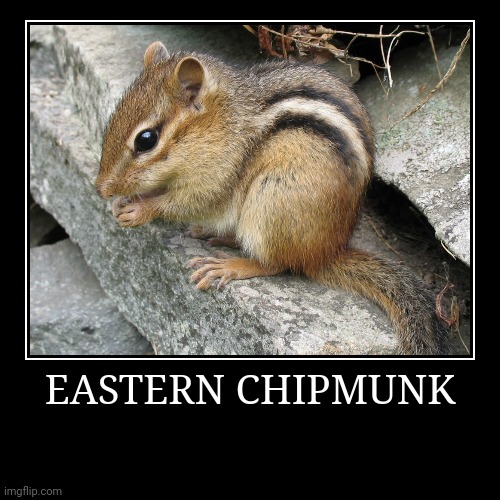 Eastern Chipmunk | image tagged in demotivationals,chipmunk | made w/ Imgflip demotivational maker
