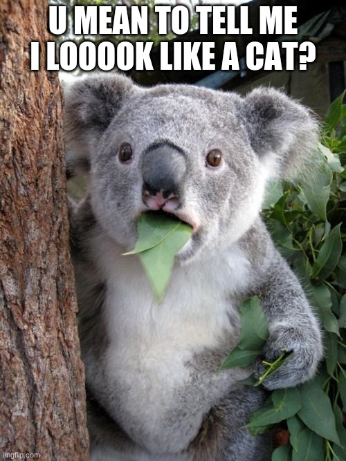 Surprised Koala | U MEAN TO TELL ME I LOOOOK LIKE A CAT? | image tagged in memes,surprised koala | made w/ Imgflip meme maker
