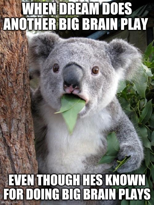 Surprised Koala | WHEN DREAM DOES ANOTHER BIG BRAIN PLAY; EVEN THOUGH HES KNOWN FOR DOING BIG BRAIN PLAYS | image tagged in memes,surprised koala | made w/ Imgflip meme maker