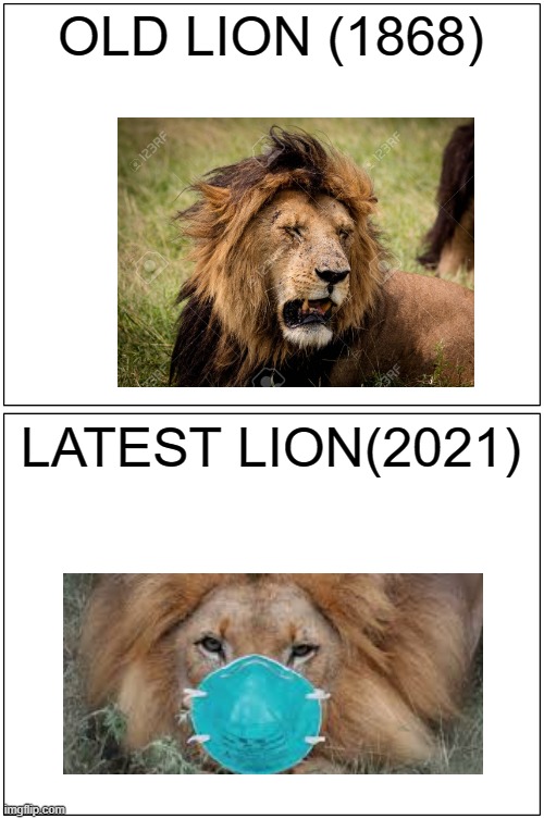 Blank Comic Panel 1x2 | OLD LION (1868); LATEST LION(2021) | image tagged in memes,blank comic panel 1x2 | made w/ Imgflip meme maker