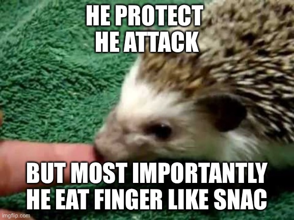 No | HE PROTECT 
HE ATTACK; BUT MOST IMPORTANTLY HE EAT FINGER LIKE SNAC | image tagged in hedgehog | made w/ Imgflip meme maker