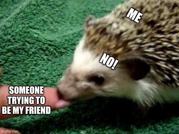 Dood | ME

  
  
 
NO! SOMEONE TRYING TO BE MY FRIEND | image tagged in hedgehog | made w/ Imgflip meme maker
