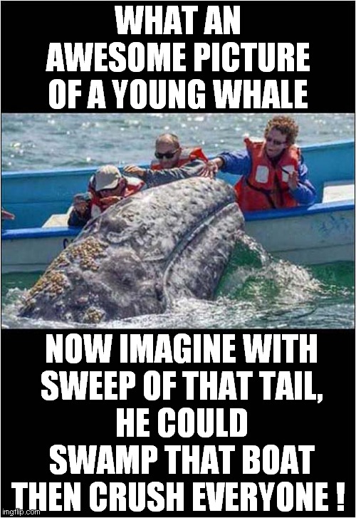 Let's Not Hope That's Not A Vengeful Whale Calf ! | WHAT AN AWESOME PICTURE OF A YOUNG WHALE; NOW IMAGINE WITH SWEEP OF THAT TAIL, HE COULD SWAMP THAT BOAT; THEN CRUSH EVERYONE ! | image tagged in fun,evil,whale,sinking | made w/ Imgflip meme maker