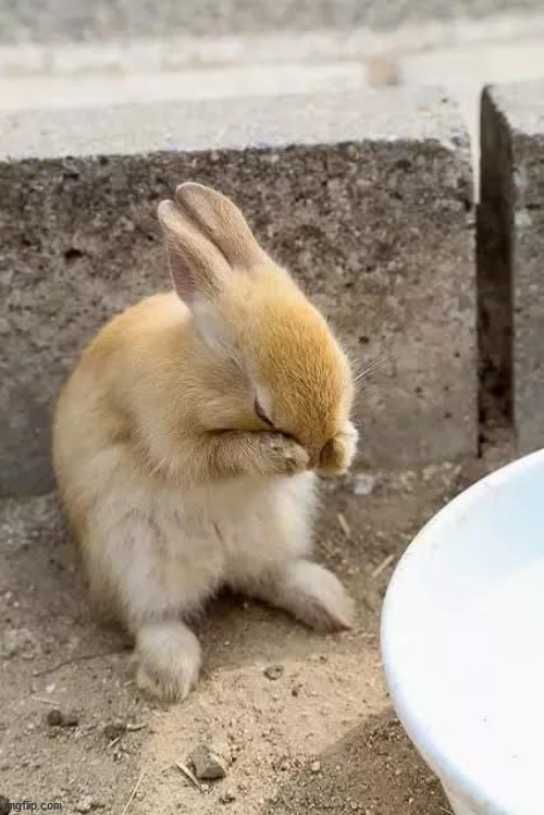 Sad Bunny | image tagged in sad bunny | made w/ Imgflip meme maker