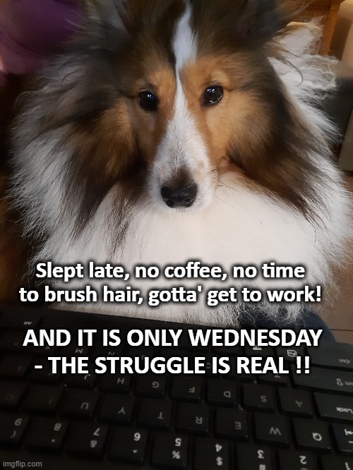 Sheltie Struggle | Slept late, no coffee, no time to brush hair, gotta' get to work! AND IT IS ONLY WEDNESDAY - THE STRUGGLE IS REAL !! | image tagged in sheltie,shetland sheepdog,mornings | made w/ Imgflip meme maker