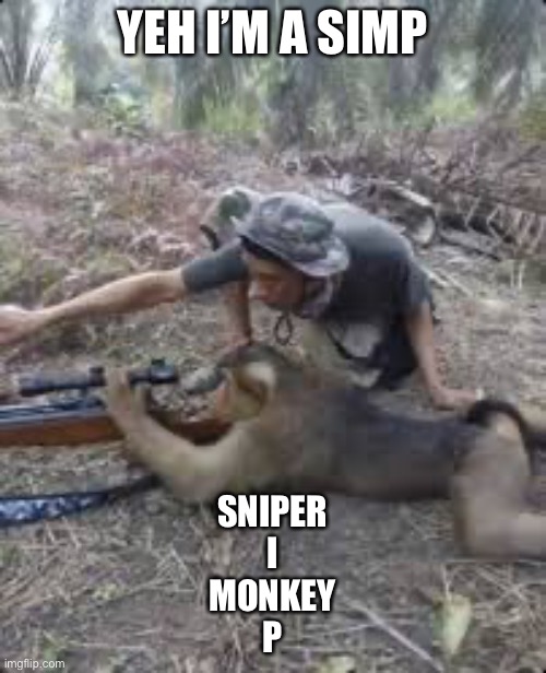 sniper monkee | YEH I’M A SIMP; SNIPER
I
MONKEY
P | image tagged in sniper monkey | made w/ Imgflip meme maker
