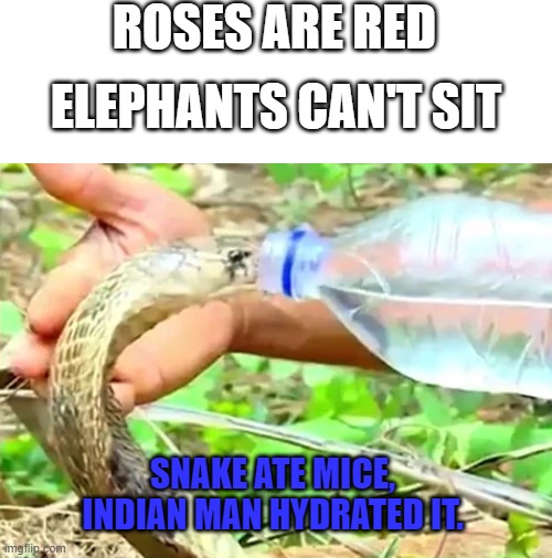 A glass of water would have been fine but this... | ROSES ARE RED; ELEPHANTS CAN'T SIT; SNAKE ATE MICE,
INDIAN MAN HYDRATED IT. | image tagged in blank white template,indian | made w/ Imgflip meme maker