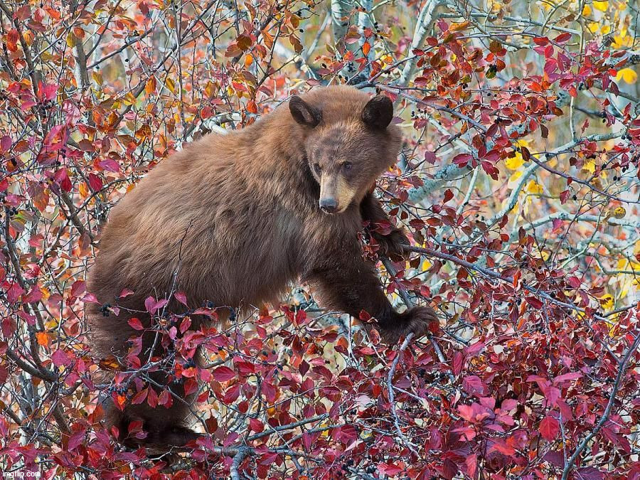 image tagged in awesome | made w/ Imgflip meme maker