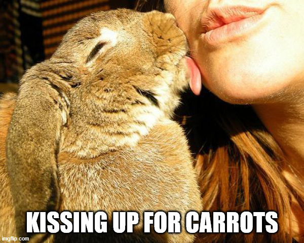 KISSING UP FOR CARROTS | image tagged in bunnies | made w/ Imgflip meme maker