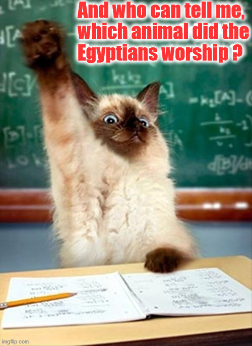 And who can tell me,
which animal did the
Egyptians worship ? | image tagged in cats | made w/ Imgflip meme maker