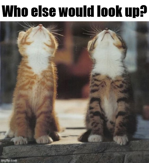 Who else would look up? | image tagged in cats | made w/ Imgflip meme maker