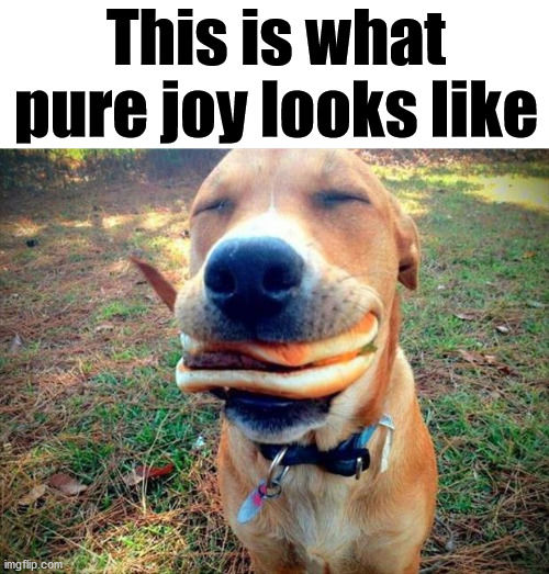 This is what pure joy looks like | image tagged in dogs | made w/ Imgflip meme maker