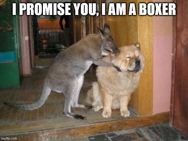 I PROMISE YOU, I AM A BOXER | image tagged in dogs | made w/ Imgflip meme maker