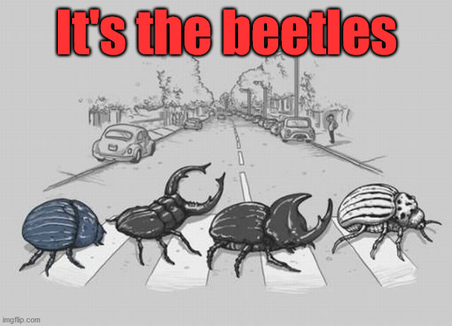 It's the beetles | image tagged in eye roll | made w/ Imgflip meme maker