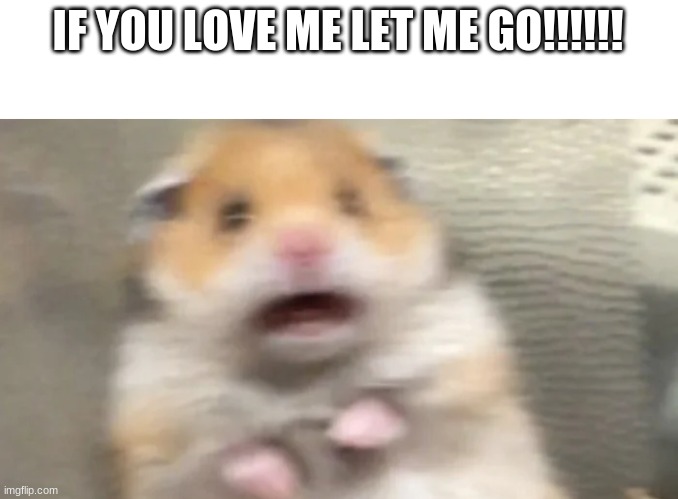 Hamster goes | IF YOU LOVE ME LET ME GO!!!!!! | image tagged in funny memes,funny,hamster,happy | made w/ Imgflip meme maker