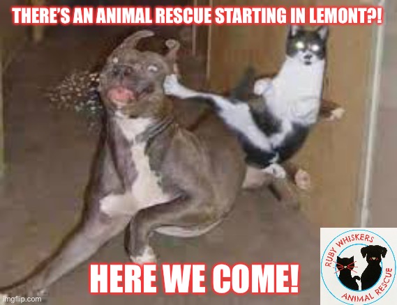 Lemont animal rescue | THERE’S AN ANIMAL RESCUE STARTING IN LEMONT?! HERE WE COME! | image tagged in did some one say ____ | made w/ Imgflip meme maker