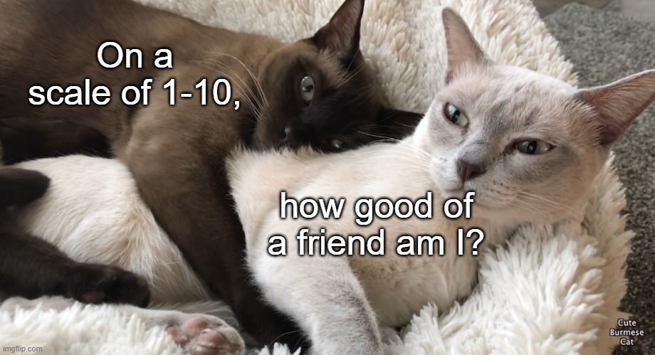 Cat hugging cat | On a scale of 1-10, how good of a friend am I? | image tagged in cat hugging cat | made w/ Imgflip meme maker