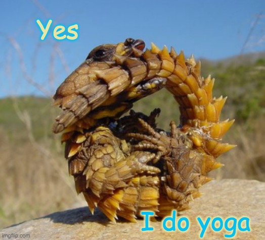 Talented | Yes; I do yoga | image tagged in flexible lizard,cute,lizard,yoga | made w/ Imgflip meme maker
