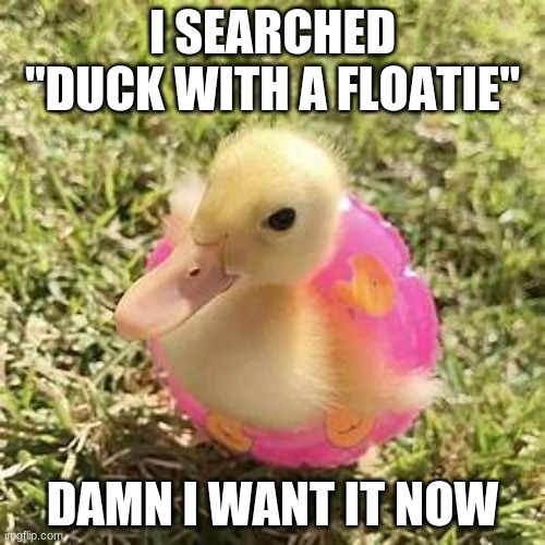 DUCKIEEEE | I SEARCHED "DUCK WITH A FLOATIE"; DAMN I WANT IT NOW | image tagged in duck | made w/ Imgflip meme maker