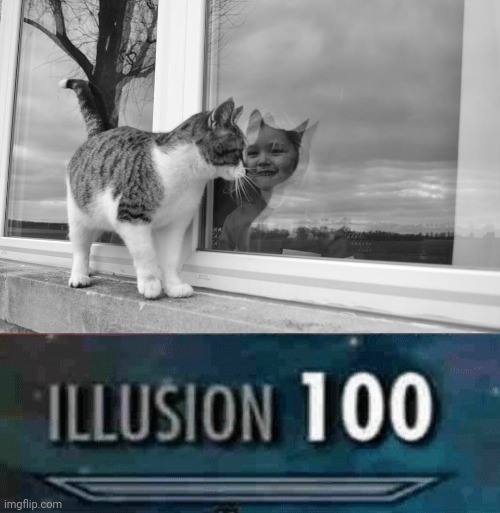 Cat looking at the window optical illusion | image tagged in illusion 100,illusion,cats,cat,memes,optical illusion | made w/ Imgflip meme maker