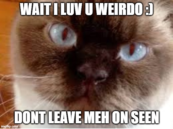 n | WAIT I LUV U WEIRDO :); DONT LEAVE MEH ON SEEN | image tagged in i should buy a boat cat | made w/ Imgflip meme maker