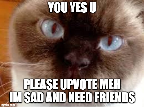 cat | YOU YES U; PLEASE UPVOTE MEH IM SAD AND NEED FRIENDS | image tagged in cats,FreeKarma4U | made w/ Imgflip meme maker