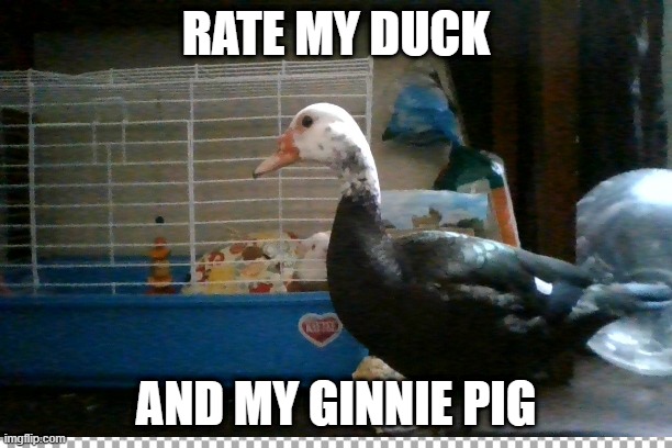 how populor can this get | RATE MY DUCK; AND MY GINNIE PIG | image tagged in duck | made w/ Imgflip meme maker