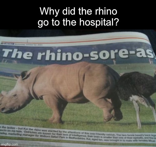 Because He Had a... | Why did the rhino go to the hospital? | image tagged in funny memes,dad jokes,eyeroll | made w/ Imgflip meme maker