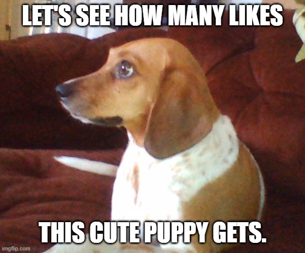 LET'S SEE HOW MANY LIKES; THIS CUTE PUPPY GETS. | image tagged in dogs,memes | made w/ Imgflip meme maker