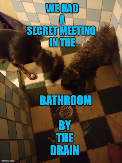 Secret Meeting | WE HAD
A
SECRET MEETING 
IN THE; BATHROOM

 
BY THE
DRAIN | image tagged in original stoner dog | made w/ Imgflip meme maker