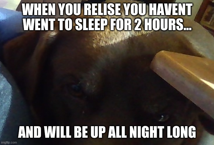 Sleep | WHEN YOU RELISE YOU HAVENT WENT TO SLEEP FOR 2 HOURS... AND WILL BE UP ALL NIGHT LONG | image tagged in dogs | made w/ Imgflip meme maker
