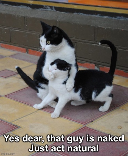 Life in the Big City | Yes dear, that guy is naked
Just act natural | image tagged in funny memes,funny cat memes | made w/ Imgflip meme maker