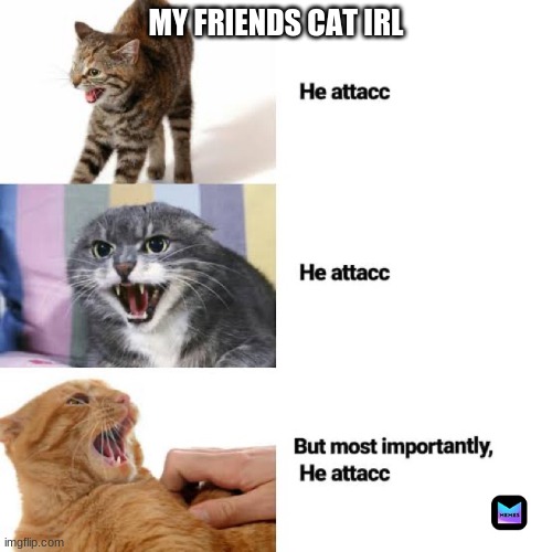 Cats... | MY FRIENDS CAT IRL | image tagged in cats,are,worse,than,dogs,sometimes | made w/ Imgflip meme maker