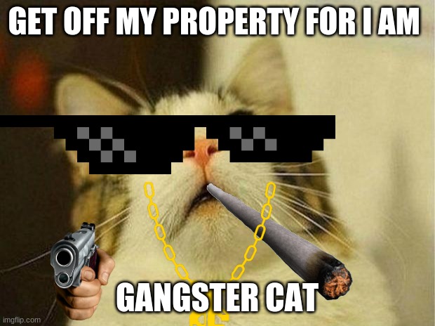 Scared Cat | GET OFF MY PROPERTY FOR I AM; GANGSTER CAT | image tagged in memes,scared cat | made w/ Imgflip meme maker