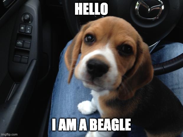 Beagle puppy | HELLO; I AM A BEAGLE | image tagged in beagle puppy | made w/ Imgflip meme maker