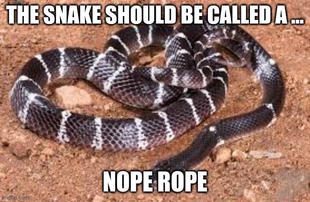 snake(nope rope) | THE SNAKE SHOULD BE CALLED A ... NOPE ROPE | image tagged in snake nope rope | made w/ Imgflip meme maker