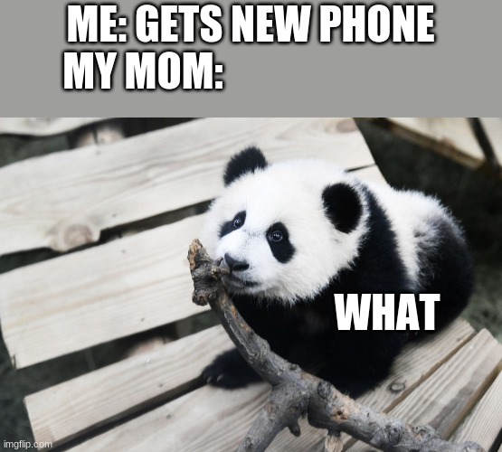 Surprised Panda | ME: GETS NEW PHONE
MY MOM:; WHAT | image tagged in bear | made w/ Imgflip meme maker