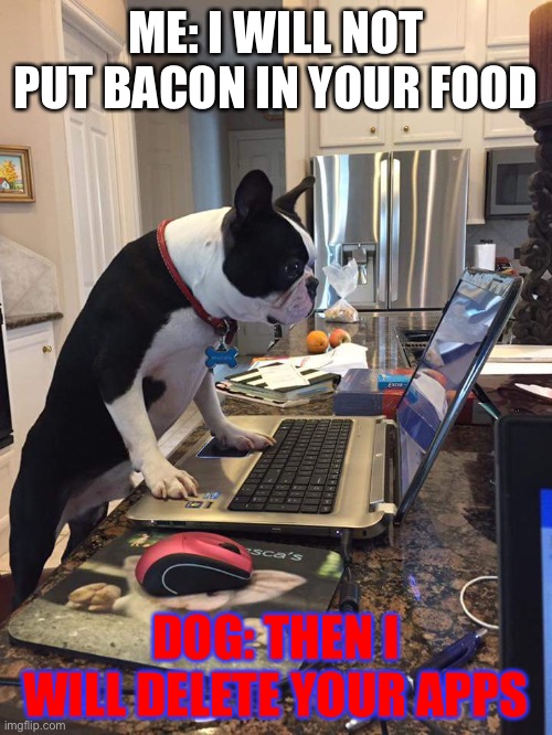 Boston Terrier computer | ME: I WILL NOT PUT BACON IN YOUR FOOD; DOG: THEN I WILL DELETE YOUR APPS | image tagged in boston terrier computer,boston terrier,funny | made w/ Imgflip meme maker