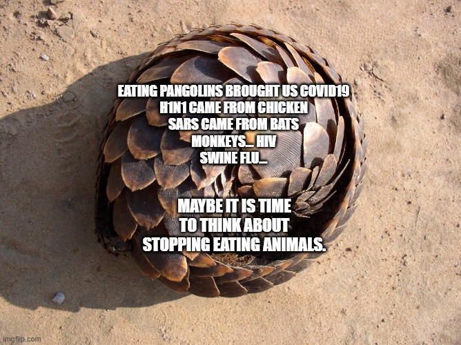 A chain of reaction | EATING PANGOLINS BROUGHT US COVID19
H1N1 CAME FROM CHICKEN
SARS CAME FROM BATS
MONKEYS... HIV
SWINE FLU... MAYBE IT IS TIME TO THINK ABOUT STOPPING EATING ANIMALS. | image tagged in vegan,pangolin,covid19,sars,coronavirus | made w/ Imgflip meme maker