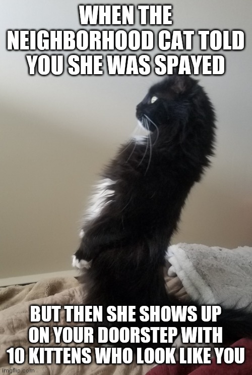 Cat Dad | WHEN THE NEIGHBORHOOD CAT TOLD YOU SHE WAS SPAYED; BUT THEN SHE SHOWS UP ON YOUR DOORSTEP WITH 10 KITTENS WHO LOOK LIKE YOU | image tagged in nosy cat | made w/ Imgflip meme maker