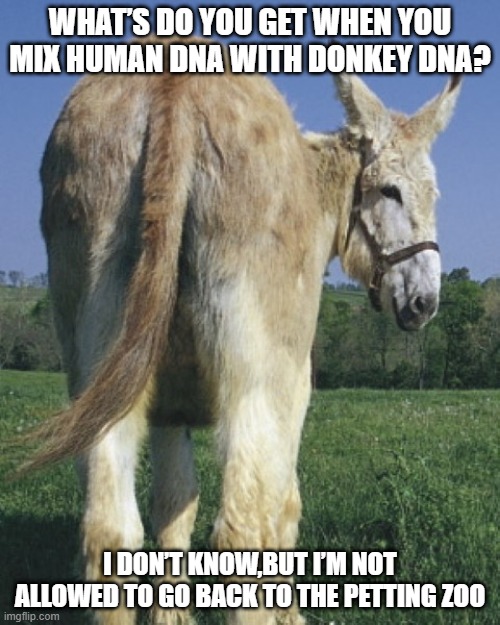What an Ass | WHAT’S DO YOU GET WHEN YOU MIX HUMAN DNA WITH DONKEY DNA? I DON’T KNOW,BUT I’M NOT ALLOWED TO GO BACK TO THE PETTING ZOO | image tagged in donkey ass | made w/ Imgflip meme maker