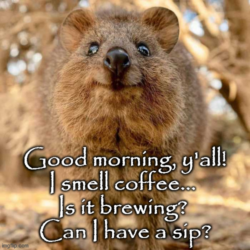 good morning | Good morning, y'all!
I smell coffee... 
Is it brewing? 
Can I have a sip? | image tagged in coffee,quokka | made w/ Imgflip meme maker