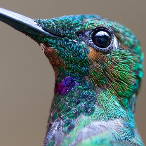 Green-Crowned Brilliant Hummingbird. Photo credit: Chris Morgan | image tagged in awesome,pics,photography | made w/ Imgflip meme maker