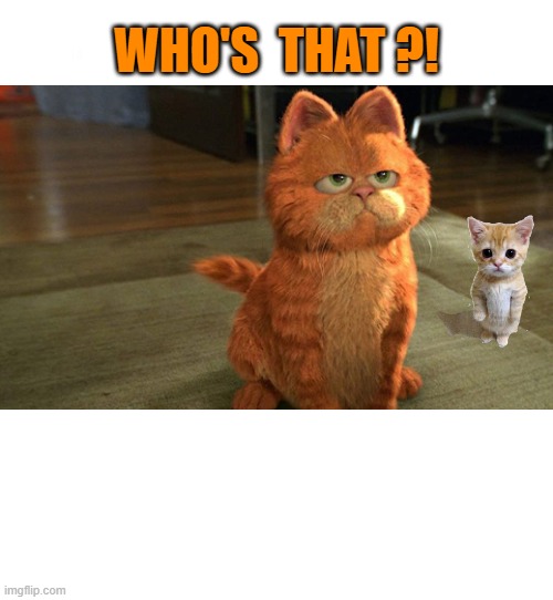 We all know Garfield |  WHO'S  THAT ?! | image tagged in cute cat,funny,garfield,meme,guess who,surprise | made w/ Imgflip meme maker