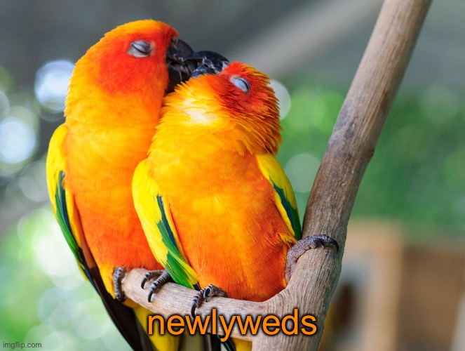 newlyweds | made w/ Imgflip meme maker