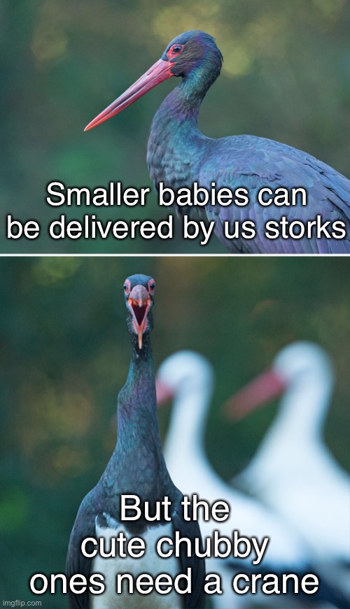 Smaller babies can be delivered by us storks; But the cute chubby ones need a crane | image tagged in funny memes,dad jokes,storks,babies | made w/ Imgflip meme maker