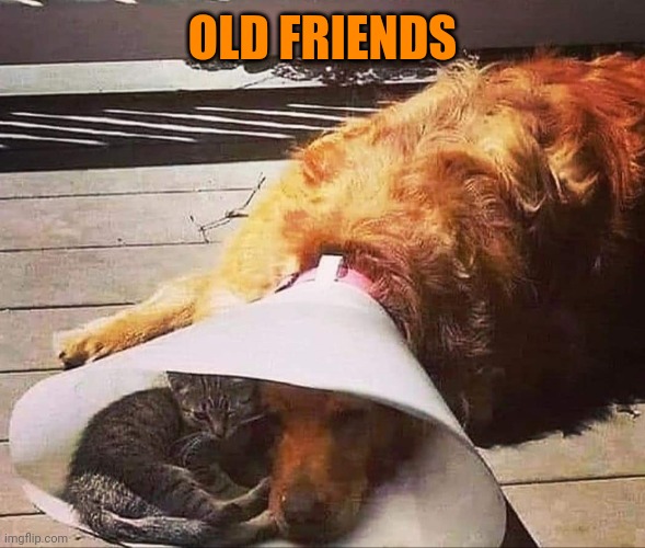 OLD FRIENDS | made w/ Imgflip meme maker