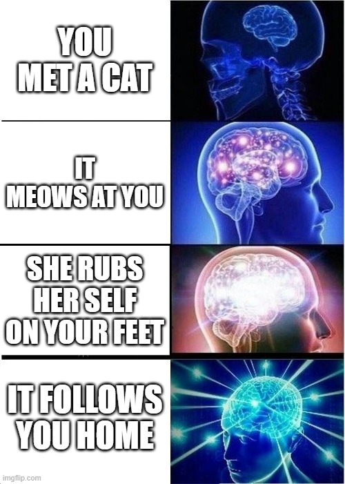 Expanding Brain | YOU MET A CAT; IT MEOWS AT YOU; SHE RUBS HER SELF ON YOUR FEET; IT FOLLOWS YOU HOME | image tagged in memes,expanding brain | made w/ Imgflip meme maker